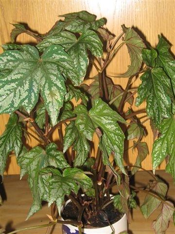B. ‘Lady Nuss’